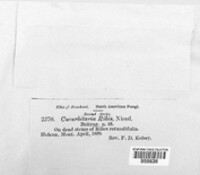 Image Associated With the Occurence